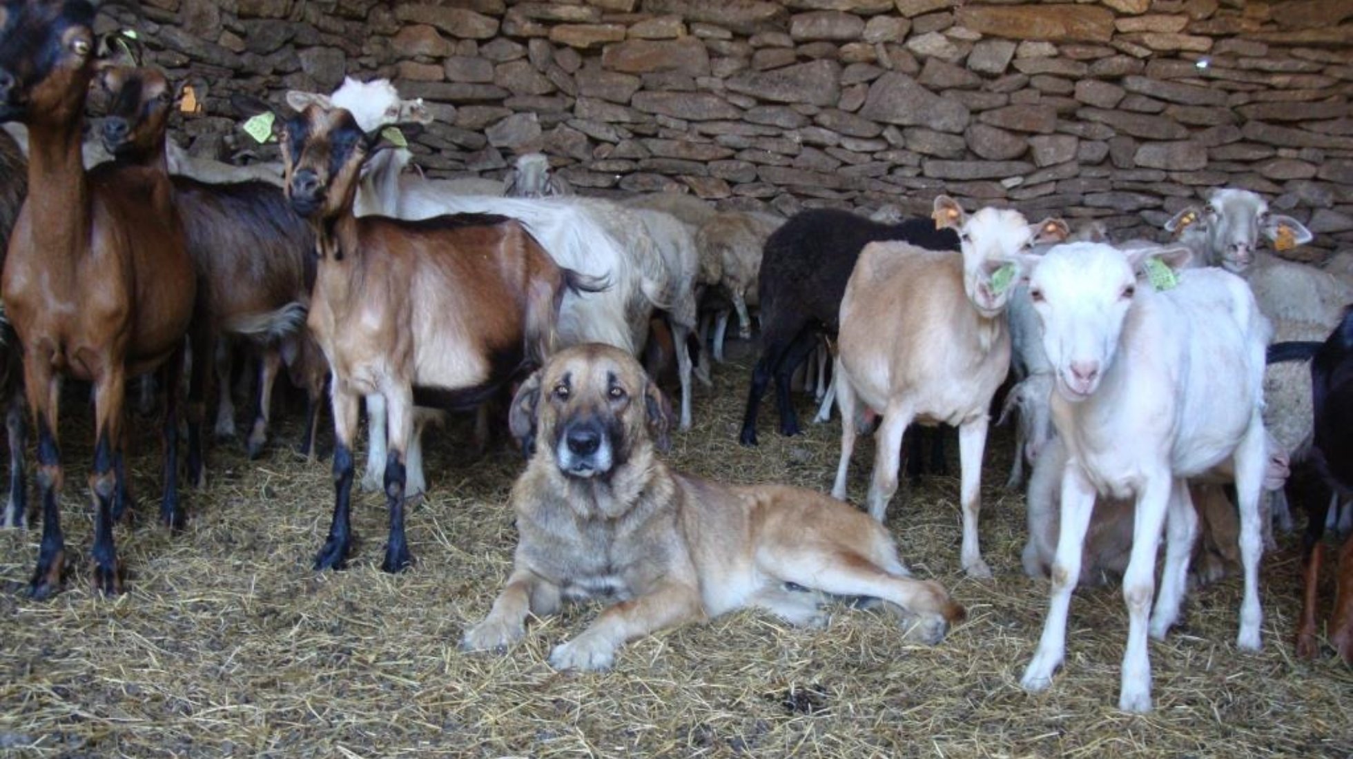 Turco | Sernancelhe | DN: 2007